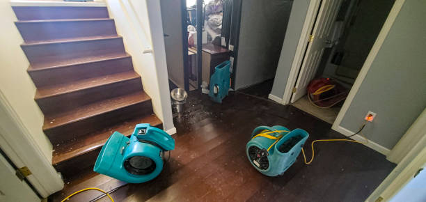 Best Mold removal after water damage  in Solomon, KS